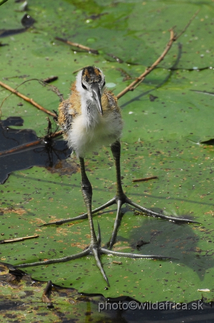 _DSC1068.JPG - African Jacana (Actophilornis africanus)