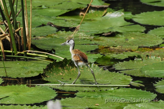 _DSC1069.JPG - African Jacana (Actophilornis africanus)