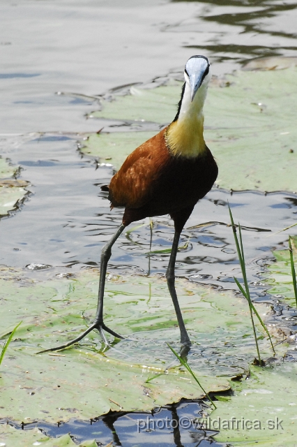 _DSC1070.JPG - African Jacana (Actophilornis africanus)