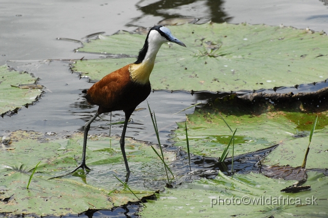 _DSC1071.JPG - African Jacana (Actophilornis africanus)