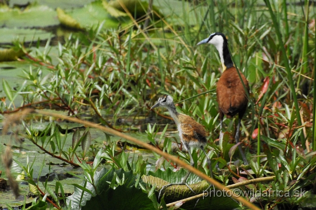 _DSC1075.JPG - African Jacana (Actophilornis africanus)