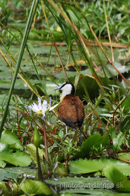 _DSC1076.JPG - African Jacana (Actophilornis africanus)