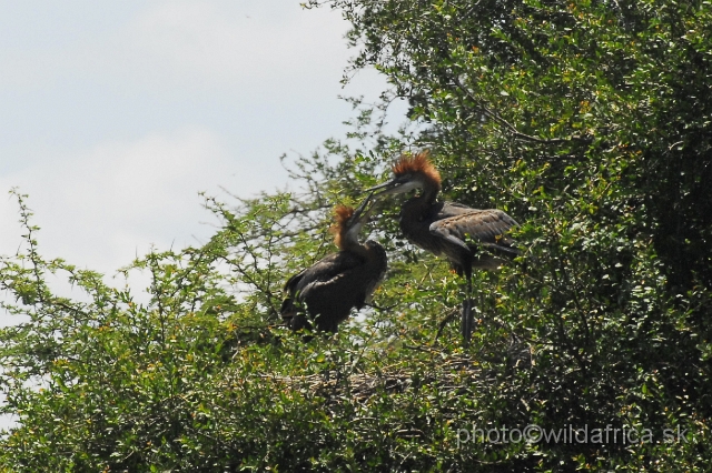 _DSC1099.JPG - Goliath Heron (Ardea goliath)