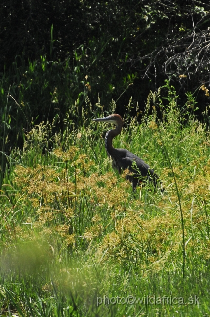 _DSC1105.JPG - Goliath Heron (Ardea goliath)