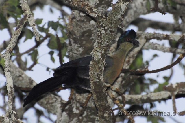 _DSC1141.JPG - Purple-crested Turaco (Gallirex porphyreolopha)