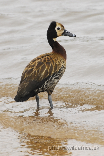 _DSC1189.JPG - White-faced Duck (Dendrocygna viduata)