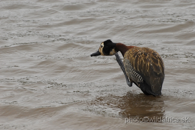 _DSC1196.JPG - White-faced Duck (Dendrocygna viduata)