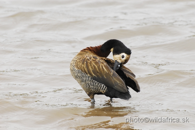 _DSC1198.JPG - White-faced Duck (Dendrocygna viduata)