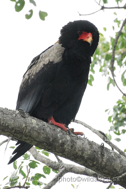 _DSC1230.JPG - Bateleur (Terathopius ecaudatus)