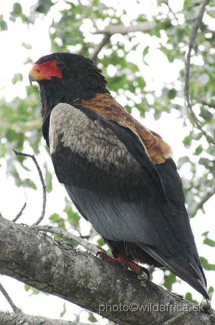 _DSC1237.JPG - Bateleur (Terathopius ecaudatus)