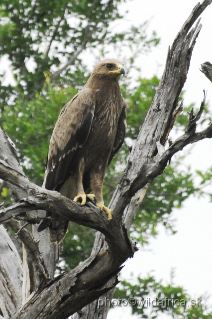 _DSC1269.JPG - Wahlbergs Eagle (Aquila wahlbergi)