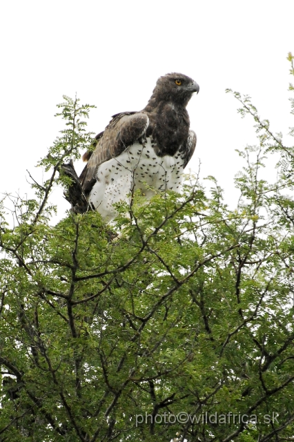 _DSC1284.JPG - Martial Eagle (Polemaetus bellicosus)