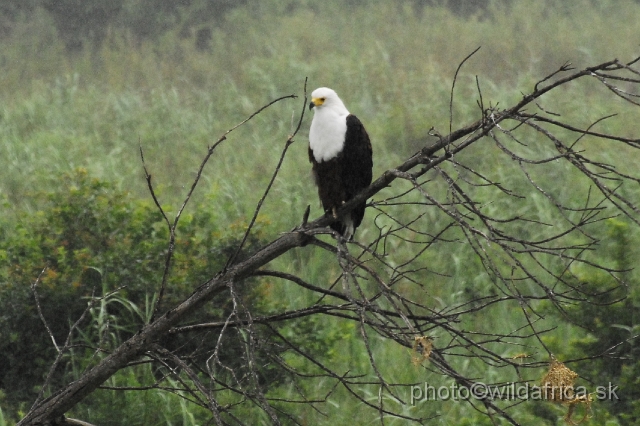 _DSC1289.JPG - African Fish-Eagle (Haliaeetus vocifer)