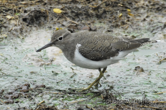 _DSC1307.JPG - Common Sandpiper (Actitis hypoleucos)