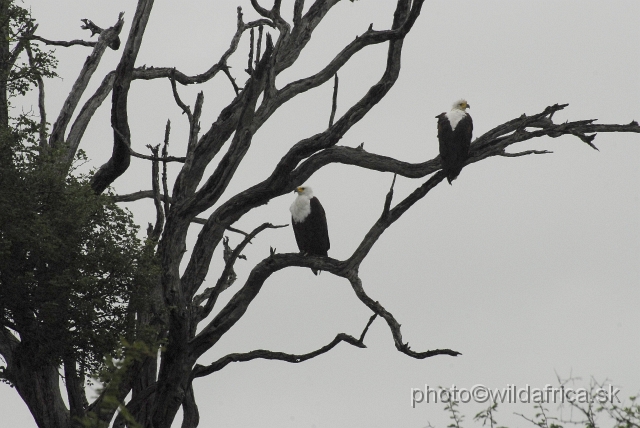 _DSC1321.JPG - African Fish-Eagle (Haliaeetus vocifer)