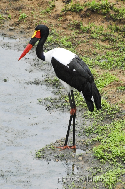 _DSC1460.JPG - Female of Saddle-billed Stork (Ephippiorhynchus senegalensis)