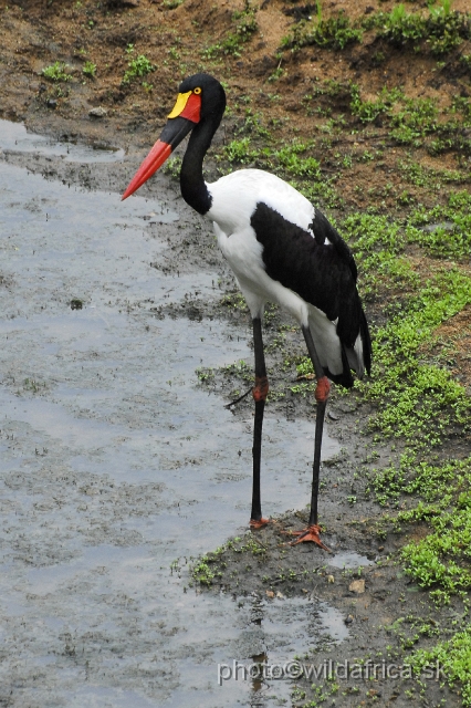 _DSC1464.JPG - Saddle-billed Stork (Ephippiorhynchus senegalensis)