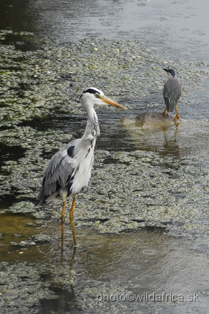 _DSC1472.JPG - Grey Heron (Ardea cinerea) and Black-crowned Night-Heron (Nycticorax nycticorax)