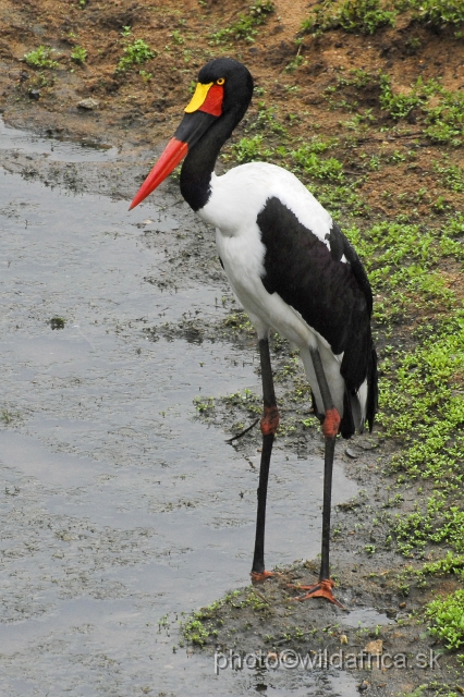 _DSC1476.JPG - Saddle-billed Stork (Ephippiorhynchus senegalensis)