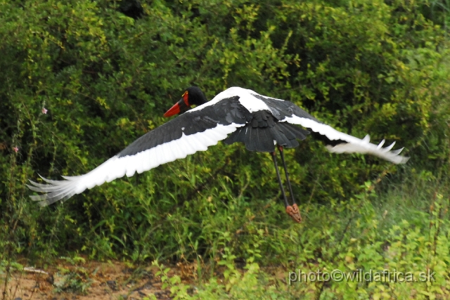 _DSC1483.JPG - Female of Saddle-billed Stork (Ephippiorhynchus senegalensis)