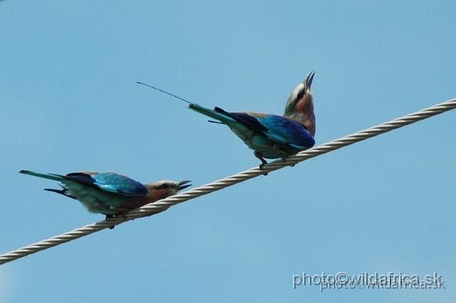 DSC_0071.jpg - Lilac-breasted Roller (Coracias caudatus)