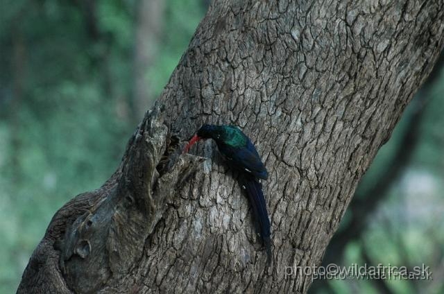 DSC_0188.jpg - Green Wood-Hoopoe (Phoeniculus purpureus)