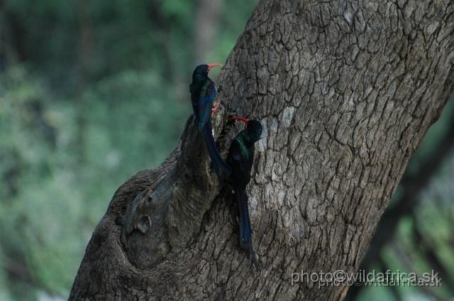 DSC_0193.jpg - Green Wood-Hoopoe (Phoeniculus purpureus)