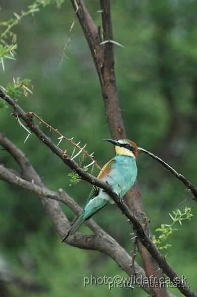 DSC_0215.jpg - European Bee-eater (Merops apiaster)