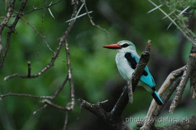 DSC_0229.jpg - Woodland Kingfisher (Halcyon senegalensis)
