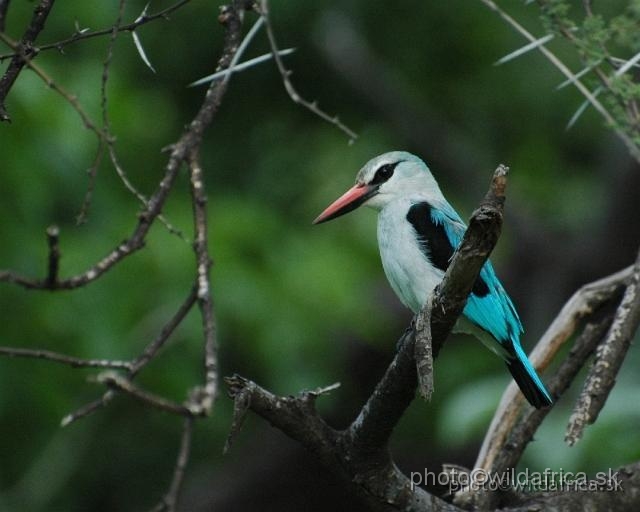 DSC_0232.jpg - Woodland Kingfisher (Halcyon senegalensis)
