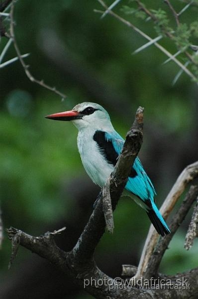 DSC_0233.jpg - Woodland Kingfisher (Halcyon senegalensis)