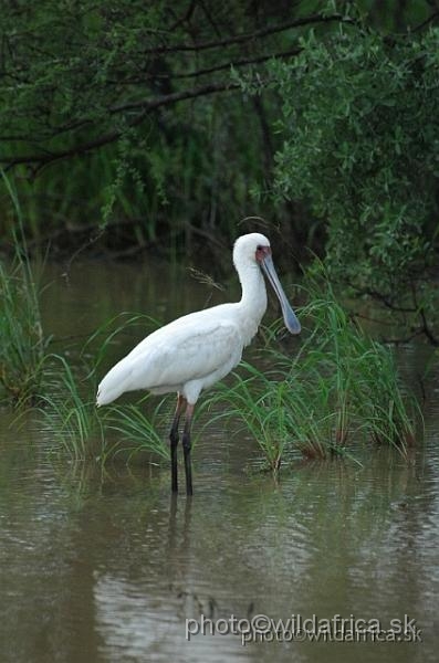 DSC_0307.jpg - African Spoonbill (Platalea alba)