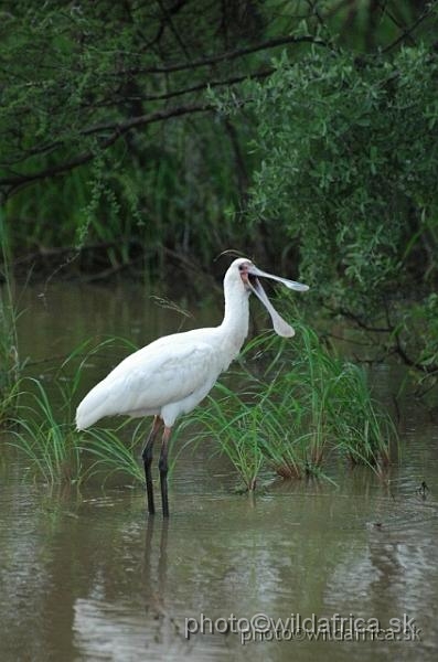 DSC_0308.jpg - African Spoonbill (Platalea alba)