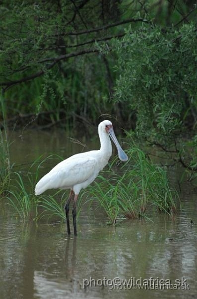 DSC_0309.jpg - African Spoonbill (Platalea alba)