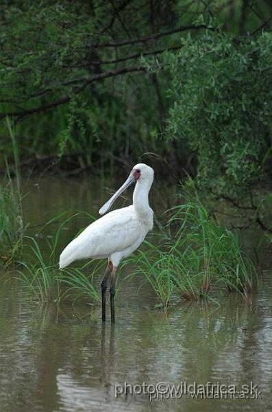 DSC_0312.jpg - African Spoonbill (Platalea alba)