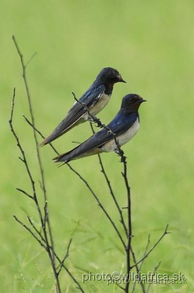 _DSC0152.JPG - Barn Swallow (Hirundo rustica)