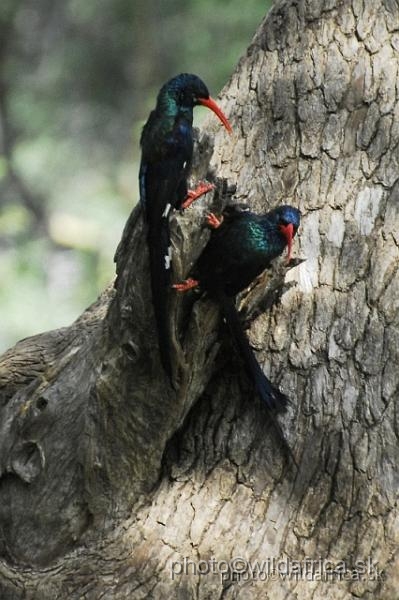 _DSC0193.JPG - Green Wood-Hoopoe (Phoeniculus purpureus)