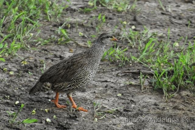 _DSC0201.JPG - Natal Francolin (Pternistes natalensis)