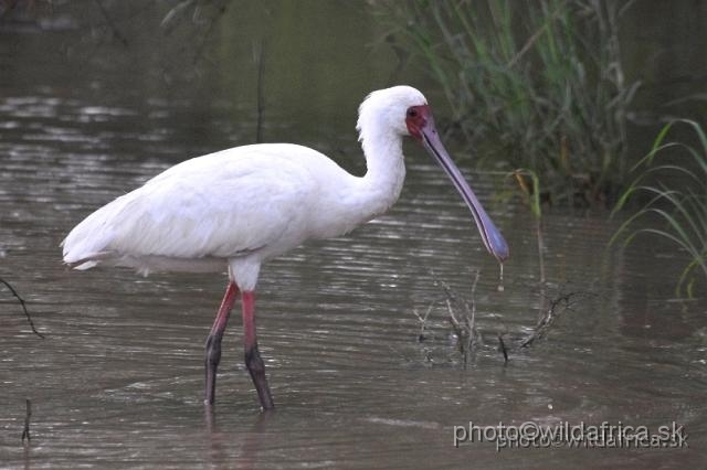 _DSC0305.JPG - African Spoonbill (Platalea alba)