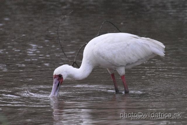 _DSC0312.JPG - African Spoonbill (Platalea alba)