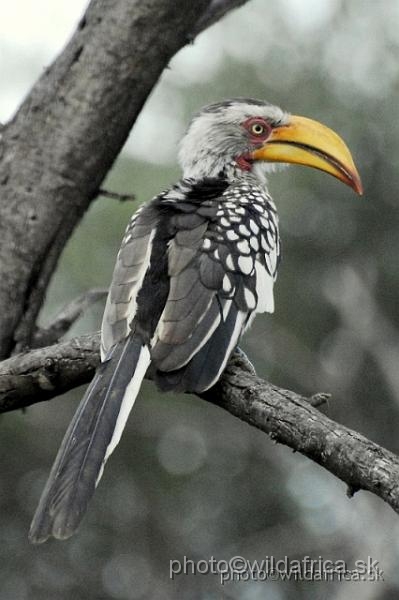 _DSC0320.JPG - Southern Yellow-billed Hornbill (Tockus leucomelas)