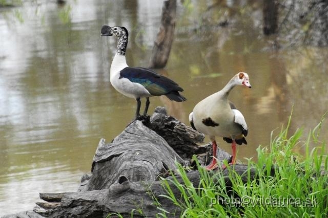 _DSC0341.JPG - Comb (Knock-billed) Duck (Sarkidiornis melanotos) and Egyptian Goose (Alopochen aegyptiaca)