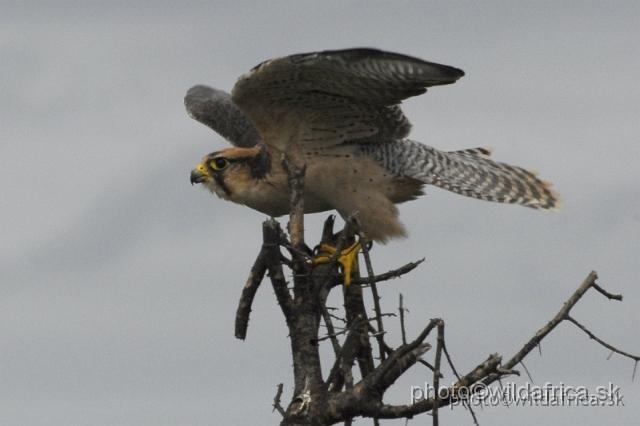 _DSC0353.JPG - Lanner Falcon (Falco biarmicus)