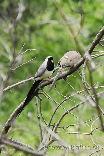 _DSC0399.JPG - Namaqua Dove (Oena capensis)