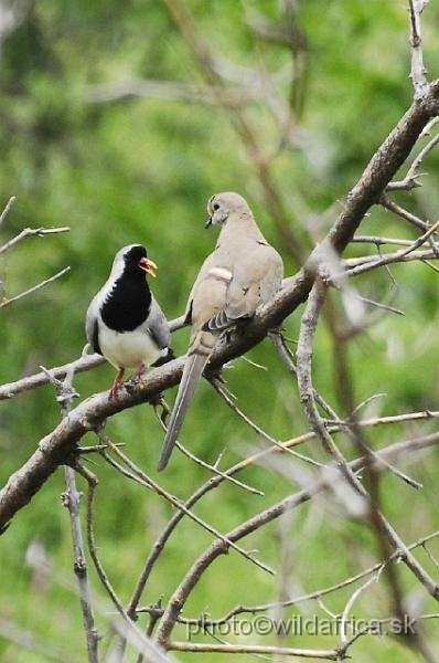 _DSC0400.JPG - Namaqua Dove (Oena capensis)