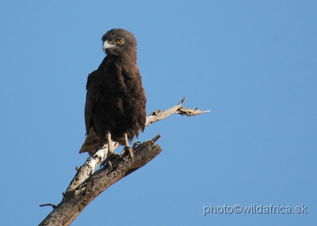 DSC_0087.JPG - Brown Snake-eagle (Circaetus cinereus)