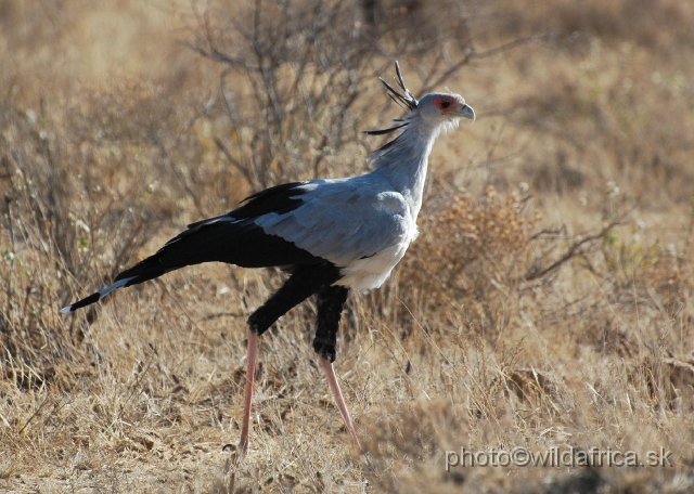 DSC_0097.JPG - Secretarybird (Sagittarius serpentarius)