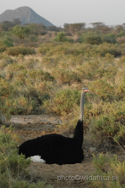 DSC_0347.JPG - Somali Ostrich (Struthio molybdophanes)
