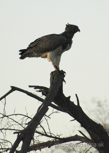 DSC_0364.JPG - This is our first photographed Martial Eagle in Africa.
