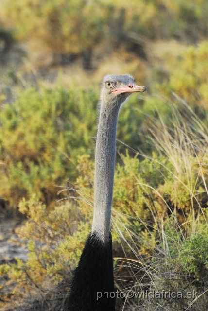 _DSC0484.JPG - Somali Ostrich (Struthio molybdophanes)
